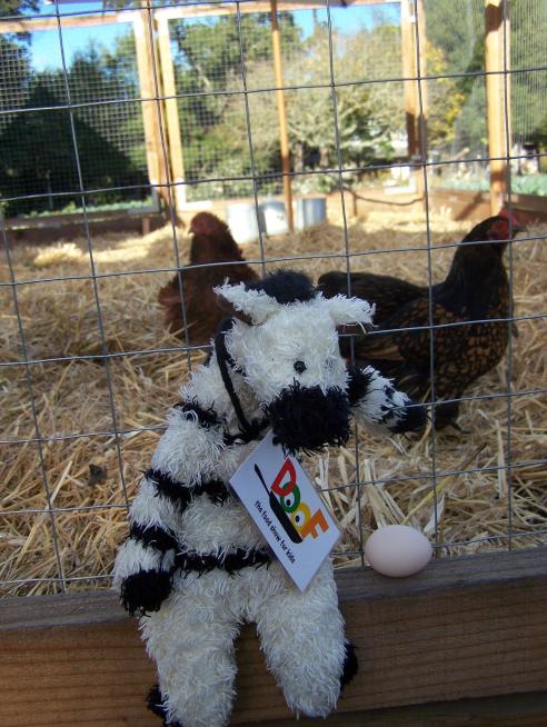 When I visited the French Laundry gardens, this chicken was nice enough to lay an egg just for me! 